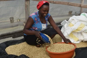 jacu-coffee-roastery Jacu Coffee Roastery Colombia El Placer Gesha White Honey coffee